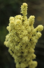 Erica leucanthera