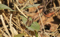 Abisara neophron