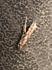 Phyllonorycter