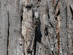 Austroaeschna parvistigma