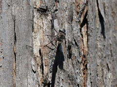 Austroaeschna parvistigma
