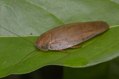 Epilamprinae