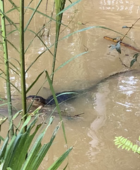 Varanus salvator macromaculatus