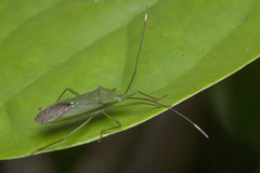 Homoeocerus graminis
