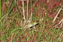 Itapotihyla langsdorffii