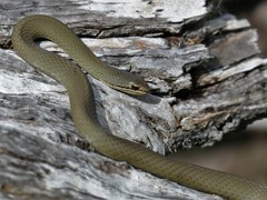 White-lipped Snake