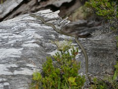 Drysdalia coronoides