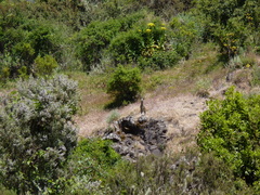 Oreotragus oreotragus saltatrixoides