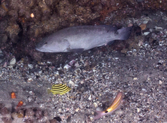 Epinephelus daemelii
