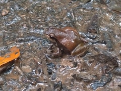 Physalaemus olfersii