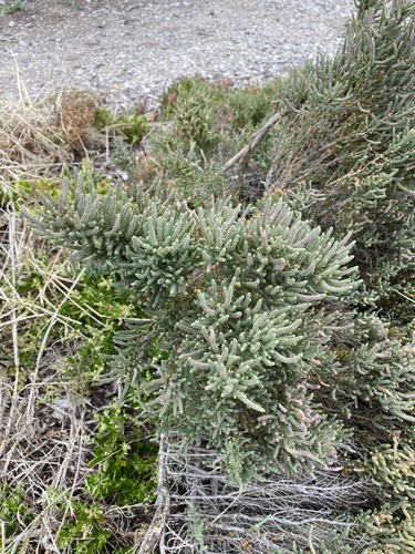 Image of Tecticornia pergranulata by (c) Andrew Allen, some rights reserved (CC BY)