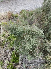 Tecticornia pergranulata