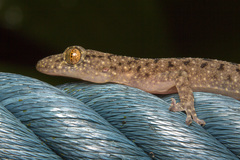 Gekko monarchus
