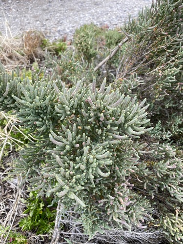 Image of Tecticornia pergranulata by (c) Andrew Allen, some rights reserved (CC BY)