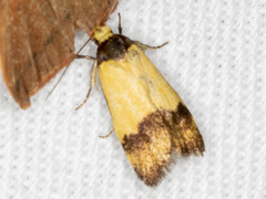 Heteroteucha kershawi