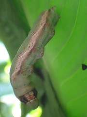 Eupanacra splendens