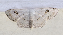Somatina omicraria