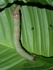 Eupanacra splendens