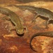 Portuguese Smooth Newt - Photo (c) Karim Chouchane, some rights reserved (CC BY-NC), uploaded by Karim Chouchane