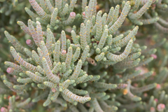 Tecticornia pergranulata