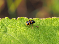 Cryptocephalus anticus