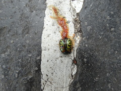 Calligrapha mexicana