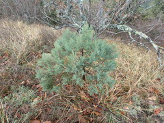 Juniperus foetidissima