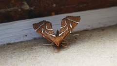 Panotima angularis