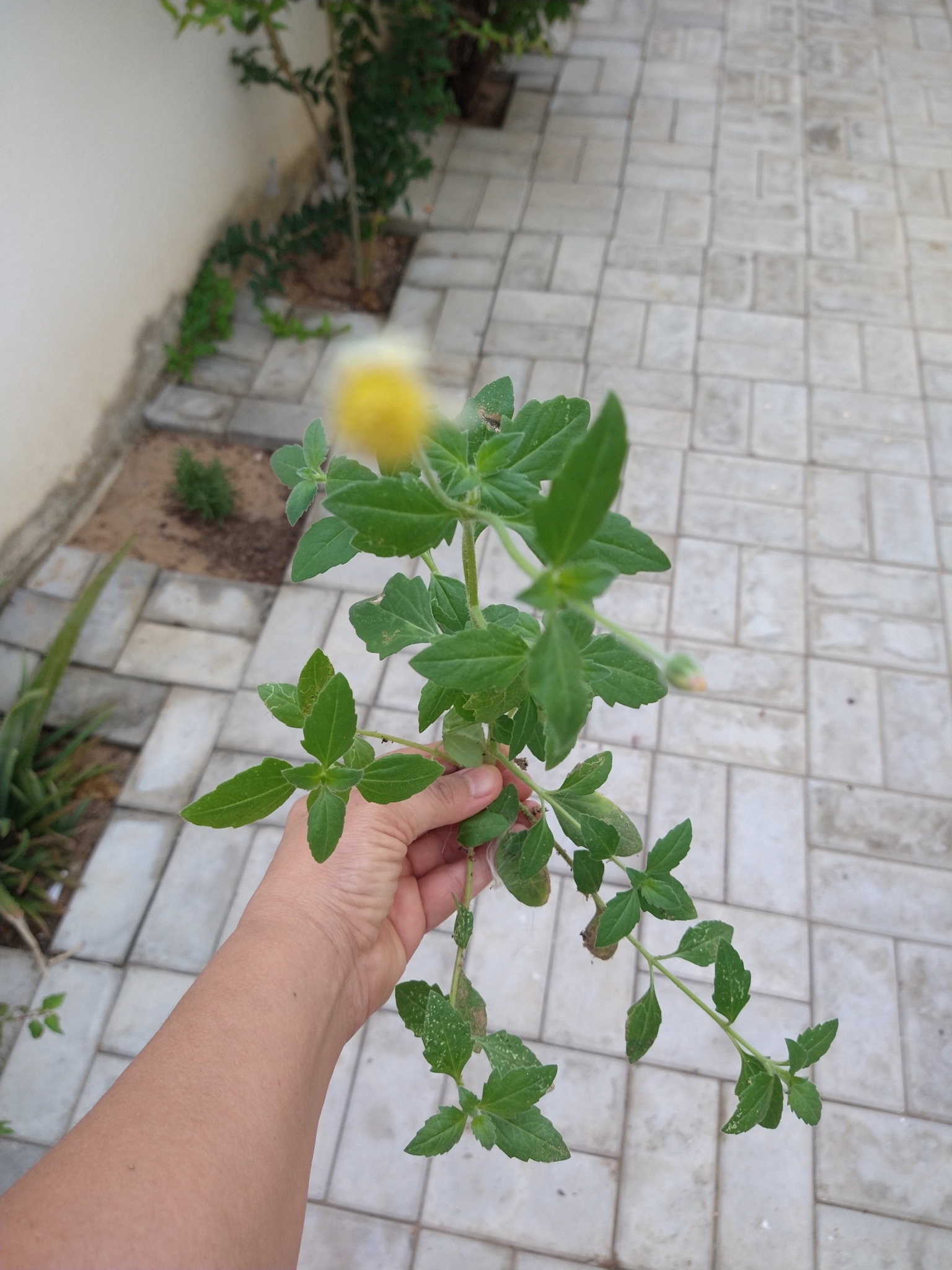 Tridax procumbens