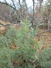 Juniperus foetidissima