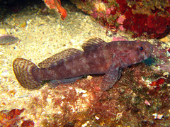 Rock Goby photo 4