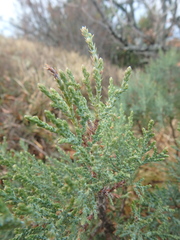 Juniperus foetidissima