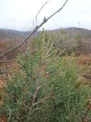 Juniperus foetidissima
