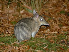 Eastern Barred Bandicoot photo 5