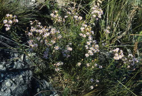 Kleinrivier Plumeaster (Zyrphelis corymbosa)
