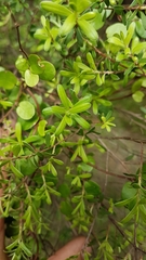 Kunzea amathicola