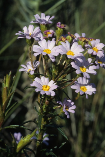 Image of Zyrphelis corymbosa by (c) Tom Lloyd Evans, some rights reserved (CC BY-SA)