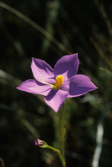 Chironia jasminoides