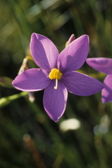 Chironia jasminoides