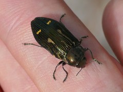Castiarina jubata