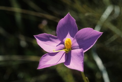 Chironia jasminoides