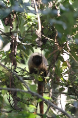 Callicebus personatus