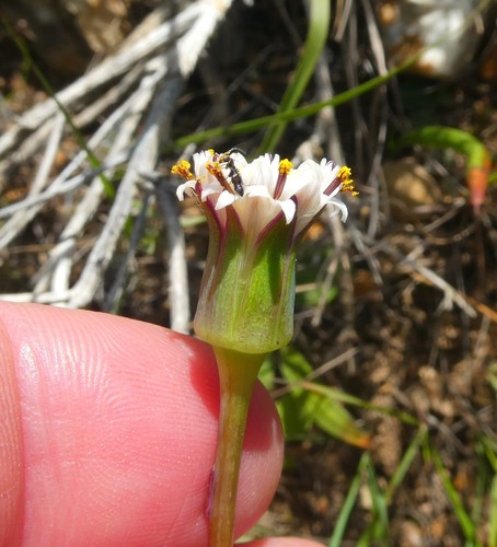 Incertus Senecio incertus · iNaturalist United Kingdom