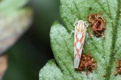 Zygina yamashiroensis