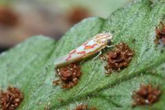 Zygina yamashiroensis