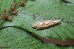 Zygina yamashiroensis
