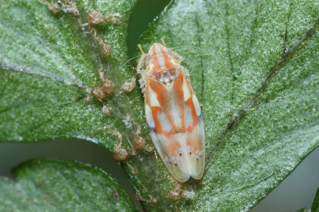 Naratettix rubrovittatus