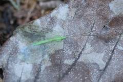 Apochrysa matsumurae