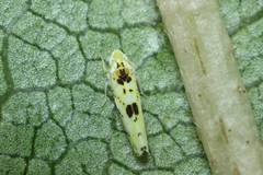 Limassolla multipunctata