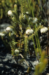 Erica cumuliflora